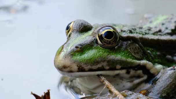 Ritratto di rana seduta sulla riva del fiume, Avvicinamento — Video Stock