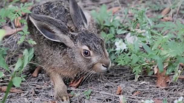 Liebre salvaje está sentado en los arbustos, Primer plano, Conejo gris sentarse en el bosque — Vídeo de stock