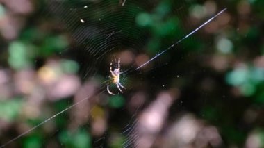 Örümcek Araneus Yeşil Doğanın Arkaplanına Karşı Bir Web 'de Yakın plan