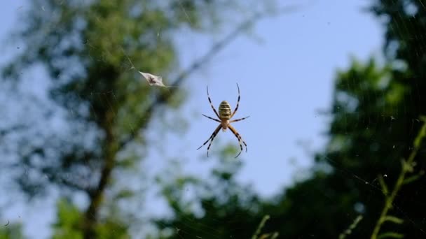 Большой паук крупным планом в Интернете на фоне зеленой природы в лесу — стоковое видео