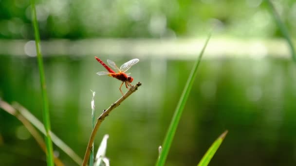 Red Dragonfly on a Branch in Green Nature by the River, Close-up — Stock Video