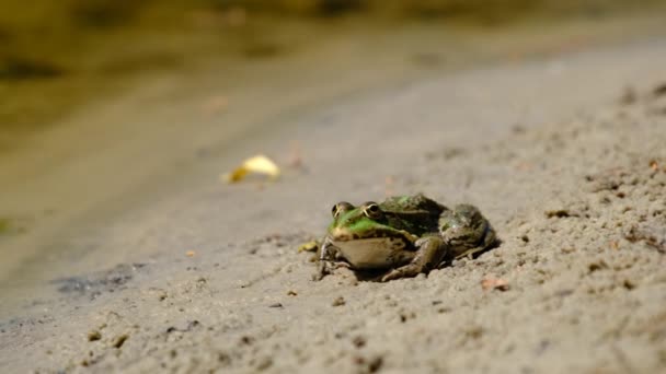 Portrait of Frog Sits on the Shore by the River, Close up — Stock Video