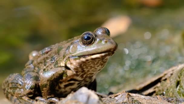 Žába sedí na břehu u řeky, Extrémní zblízka, Portrét ropuchy — Stock video
