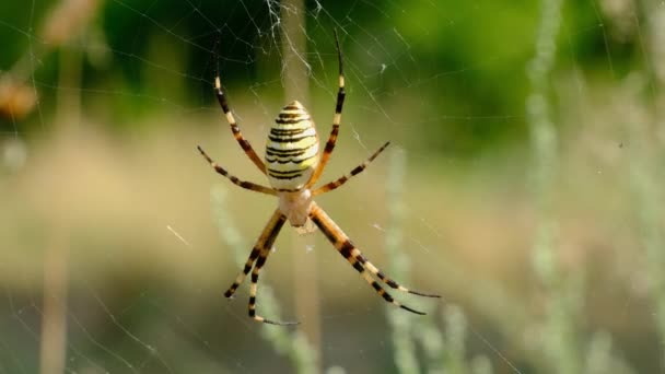 Velký pavouk zblízka na webu na pozadí zelené přírody v lese — Stock video