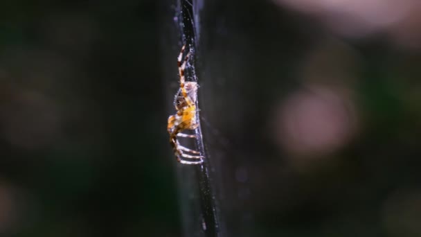 Spider Araneus Primer plano en una red contra un trasfondo de naturaleza verde — Vídeos de Stock