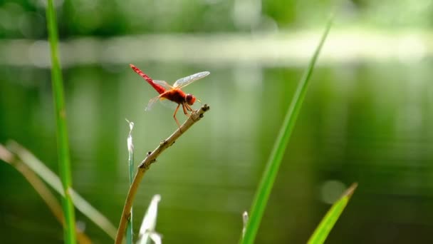 Libélula roja en una rama en la naturaleza verde junto al río, Primer plano — Vídeo de stock
