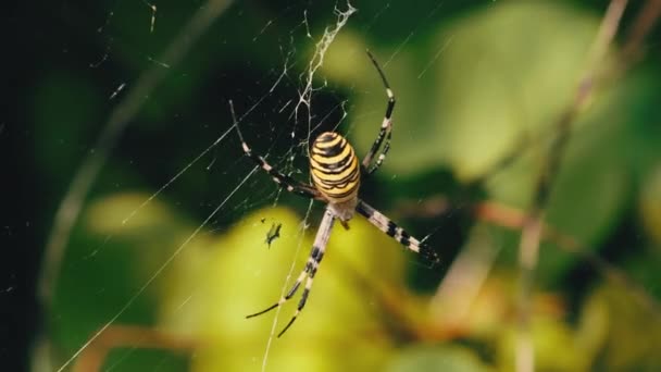 Stor edderkop close-up på et net på baggrund af grøn natur i skov – Stock-video