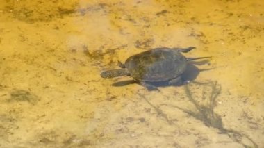 Nehir Kaplumbağası Sarı Kum 'un üstündeki gölde suyun altında yüzüyor.