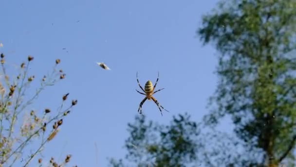 Aranha Close-up em uma Web contra um céu azul, Argiope Bruennichi — Vídeo de Stock