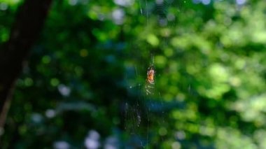 Örümcek Araneus Yeşil Doğanın Arkaplanına Karşı Bir Web 'de Yakın plan