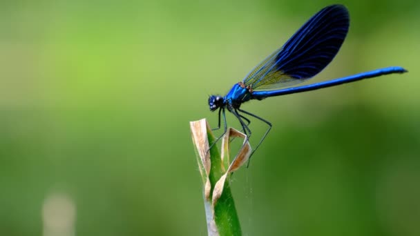 Libélula azul en una rama en la naturaleza verde junto al río, Primer plano — Vídeo de stock