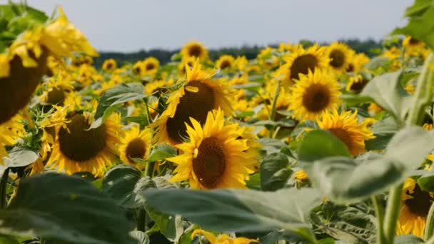 Girassóis no campo, Lotes de belos Helianthus em cores vibrantes — Vídeo de Stock