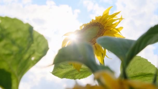 Girasol Floreciendo en el Campo en Rayos de Sol y Cielo Fondo en Primer plano — Vídeos de Stock