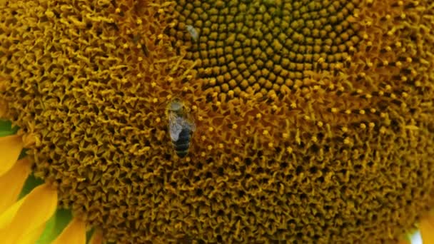 Girasol en el campo y abeja arrastrándose sobre él en el cielo Fondo, Primer plano — Vídeos de Stock