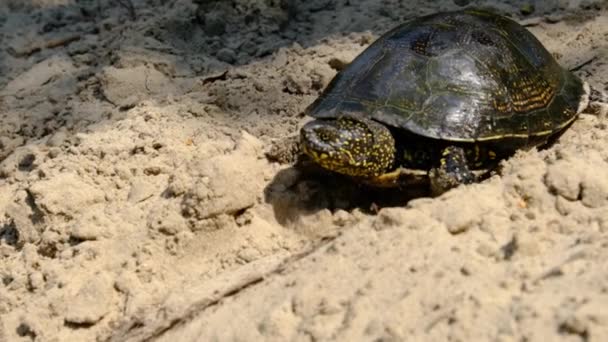Turtle Crawls na piasku do wody w lecie, Slow Motion — Wideo stockowe