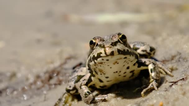 Portret żaby siedzi nad brzegiem rzeki, zbliżenie — Wideo stockowe