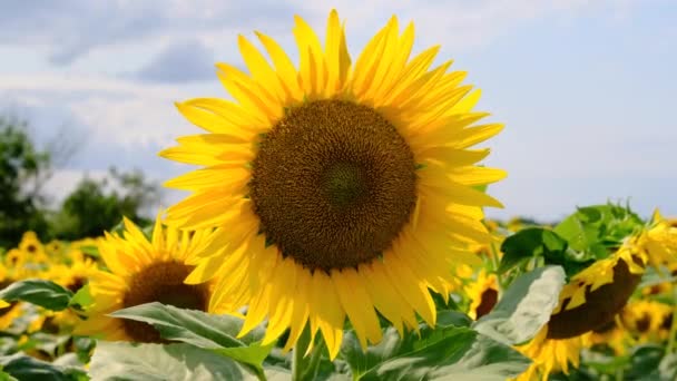 Flor de girasol en el campo en el cielo Fondo en el día de verano, Primer plano — Vídeo de stock