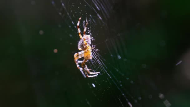 Павук Araneus крупним планом в Інтернеті на тлі зеленої природи — стокове відео