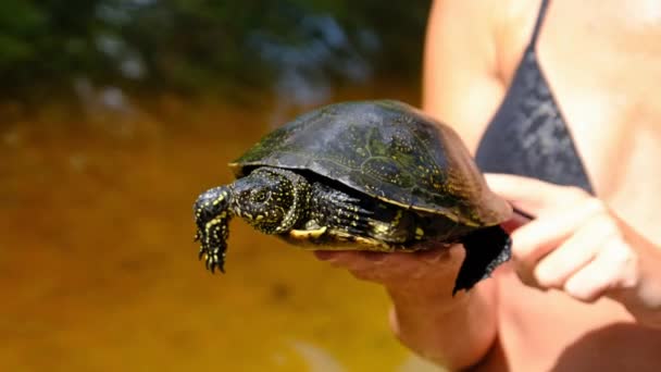 Turtle βρίσκεται στο χέρι της γυναίκας για Backdrop του ποταμού με πράσινο βλάστηση — Αρχείο Βίντεο