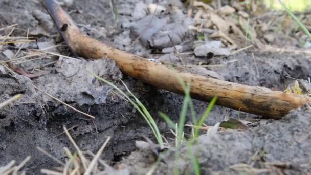 Un sacco di formiche si stanno muovendo su un bastone sopra una scogliera a terra, Primo Piano — Video Stock