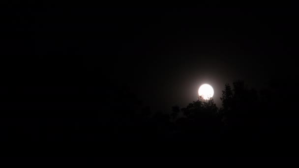Fullmånen rör sig bakom trädens silhuetter på natten — Stockvideo