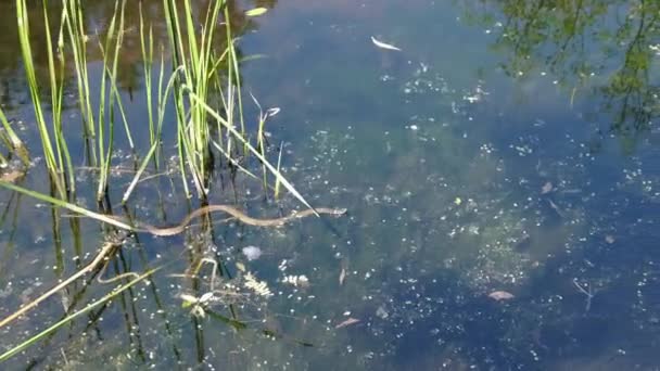 La serpiente se arrastra en el pantano a través de los matorrales del pantano y las algas, de cerca — Vídeo de stock