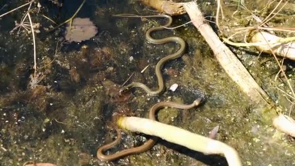 Две змеи ползают по реке среди морских водорослей — стоковое видео