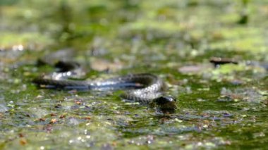 Bataklıktaki Yılanın Portresi Çalılıklar ve Algler, Yakın plan, Nehirdeki Yılan