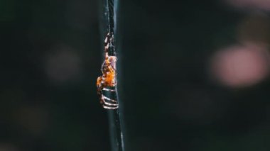 Örümcek Araneus Yeşil Doğanın Arkaplanına Karşı Bir Web 'de Yakın plan