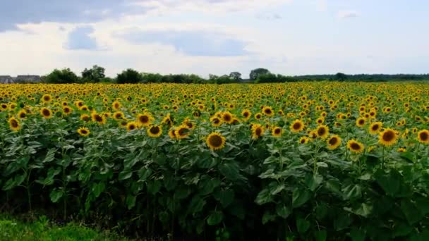 Zonnebloemen in het veld, Heel veel mooie Helianthus in levendige kleuren — Stockvideo