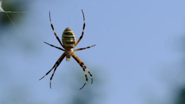 Argiope Bruennichi在与蓝天对抗的网络上的蜘蛛特写 — 图库视频影像