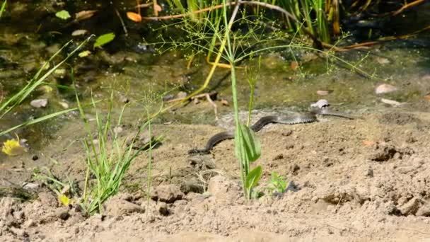 Snake Crawls along the River Bank through Swamp Thickets and Algae, Primer plano — Vídeo de stock