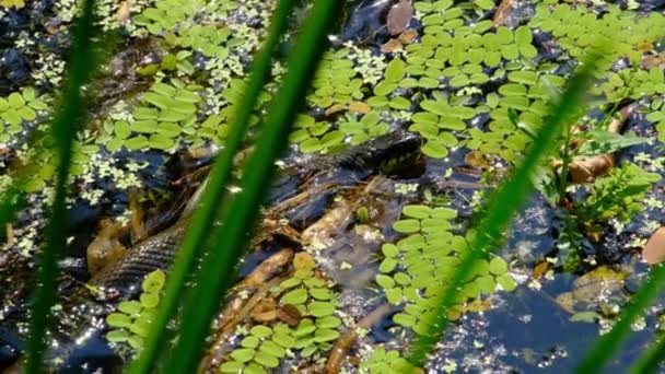 Serpiente en los matorrales del pantano y algas acuáticas, Primer plano, Serpiente en el río — Vídeo de stock