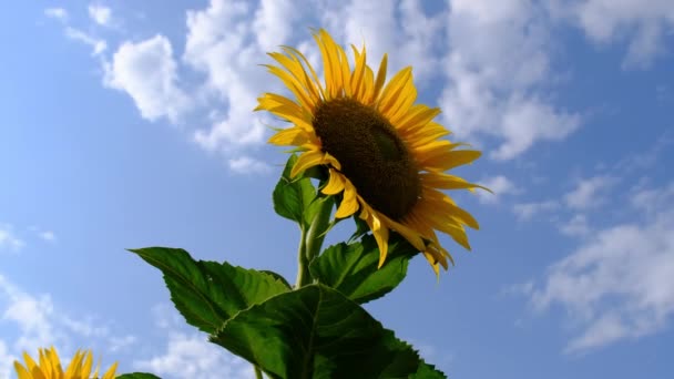 Solrosen blommar i fältet på blå himmel bakgrund i sommardagen, närbild — Stockvideo