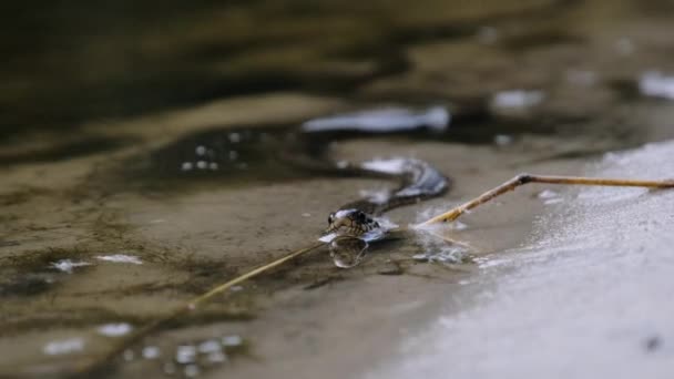 Портрет змії в річці, зблизька. — стокове відео