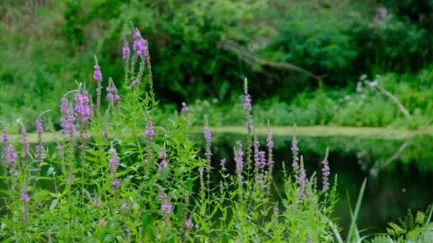 Зеленая природа у реки с цветущими розовыми саженцами летом — стоковое видео