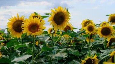 Tarlada ayçiçekleri, canlı renklerde bir sürü güzel Helianthus.