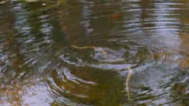 Snake κολυμπά στον ποταμό μέσω του βάλτου Thickets και άλγη, κοντινό πλάνο. — Αρχείο Βίντεο