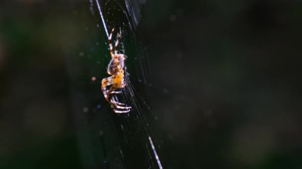 Spider Araneus Close-up on a Web Against a Background of Green Nature — Stock Video