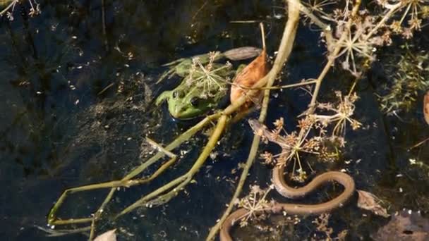 Il serpente caccia una rana tra le alghe del fiume — Video Stock