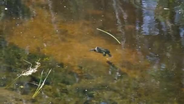 River Turtle Swims on the Water Surface in the Wild Nature — Stock Video