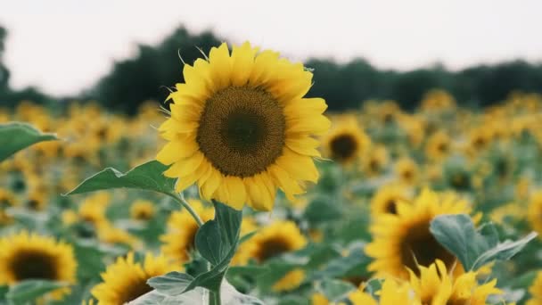 Slunečnice kvetoucí na poli na pozadí oblohy v letní den, close-up — Stock video