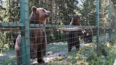 Kahverengi Ayılar Bir Hayvanat Bahçesinde Çitin Arkasında Kalkıyor