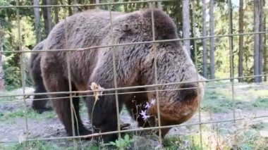 Bir yaz günü Çitin Ardında Yürüyen Kahverengi Ayılar