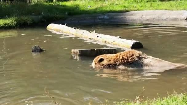 Urso marrom joga na lagoa na reserva e natação engraçada na água — Vídeo de Stock