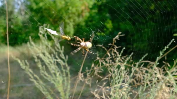En stor spindel på nätet jagar byten, närbild, långsamma rörelser. — Stockvideo
