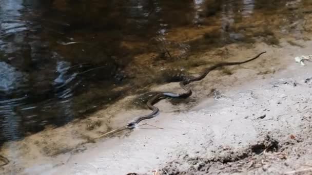 Orm kryper längs floden banken, huggorm i vattnet — Stockvideo
