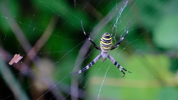 Large Spider Primer plano en una web contra un trasfondo de naturaleza verde en el bosque — Vídeos de Stock