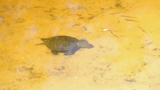 黄色の砂の上の池の中で川のカメが水中で泳ぐ — ストック動画
