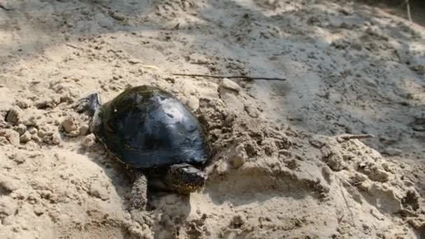 Tortuga gatea en la arena hasta el agua en verano, cámara lenta — Vídeos de Stock